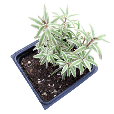 Variegated Carpet Sedum (Sedum lineare 'Variegatum') Organic Plant in 2.5-inch Pot by Smoke Camp Crafts - Cream and Green Carpet Sedum, Needle Stonecrop