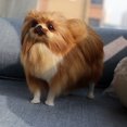 thumbnail image 1 of HEVIRGO Simulated Cute Pomeranian Dog Photography Props Desktop Car Home Decor Toy Gift,Yellow, 1 of 9