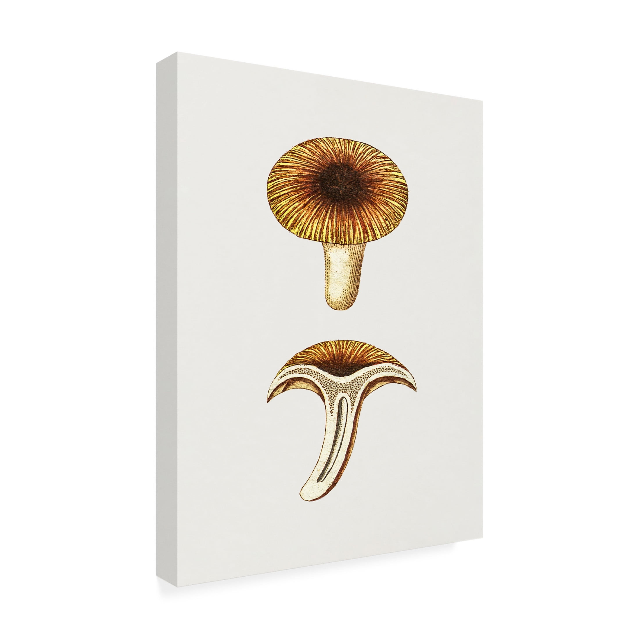 Trademark Fine Art Pictufy  Vintage Chanterelles Edible Mushroom Canvas Wall Art