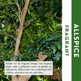 thumbnail image 5 of Allspice Tree Live Plant, Quart Pot, 8 - 10 Inches Tall, Dormant, Fragrant Spice for Patio and Garden, 5 of 5