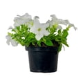 thumbnail image 4 of Planta petunia en maceta, 4 of 4