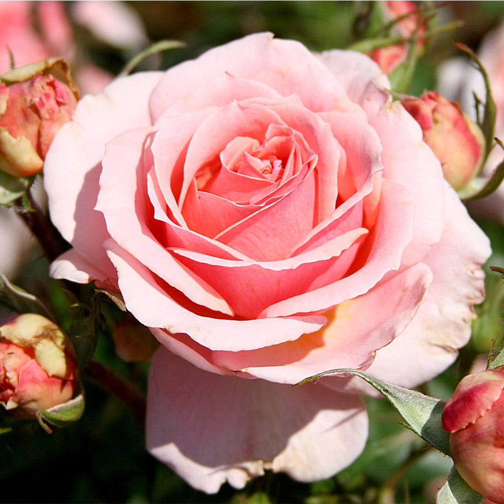 Learn About Grandiflora Roses And Hybrid Tea Roses