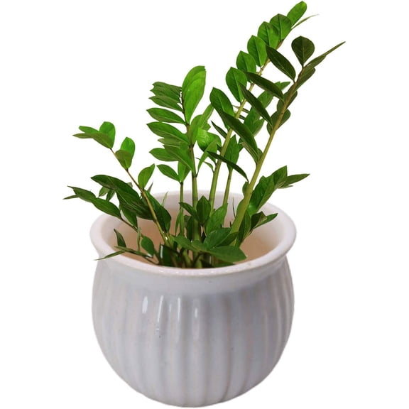 India Meets India Ceramic Indoor Outdoor Planter Flower Pot Handicraft by Awarded Indian Artisan (White)