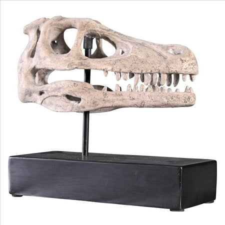dinosaur skull fossil