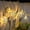 Warm White, variant on Metal Ball String Lights, 5m 50LED Metal Grobe String Light Fairy Lights Battery with 8 Mode for Christmas Home Party
