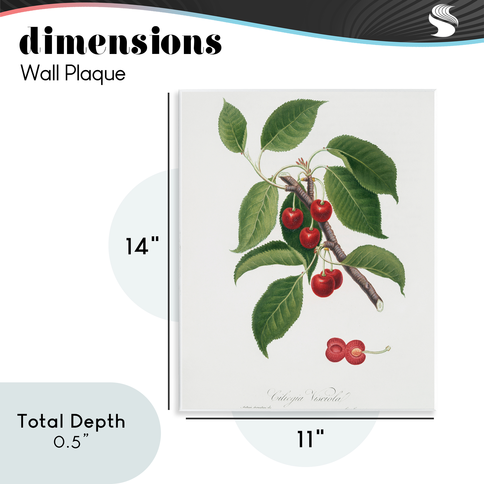 Latin Study of Cherry Plant Wall Plaque Art, design by Lettered and Lined