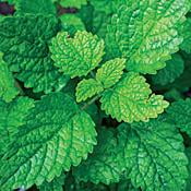 Dry Garden Herbs - Lemon Balm Perennial Herb Live Plant - Heirloom - Melissa - 3