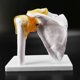 thumbnail image 2 of Human Shoulder Joint Model, Accurate Model Life Size Human Skeleton, 2 of 5