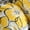 Yellow/Grey, variant on Mi Zone Twin/Twin XL Size Comforter Set, 3-Piece Bedding Sets for All Season, Floral Bedding Comforter Set for Girls, Yellow/Grey