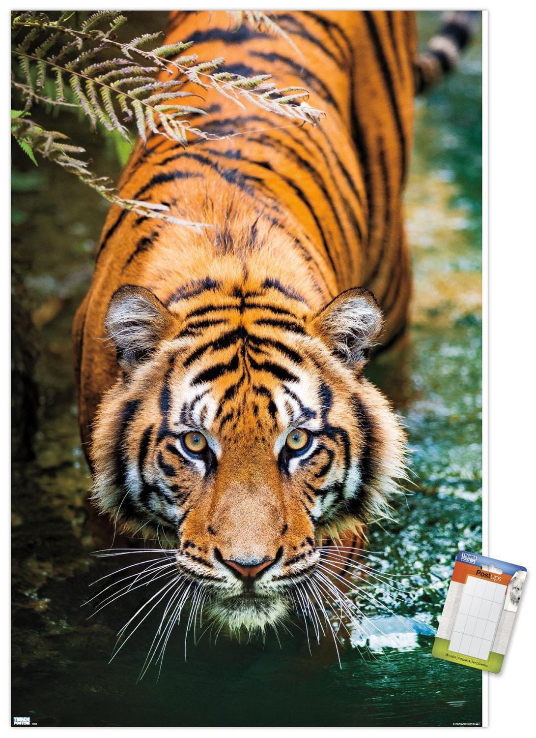 Tiger - Water Wall Poster, 22.375" x 34" Framed