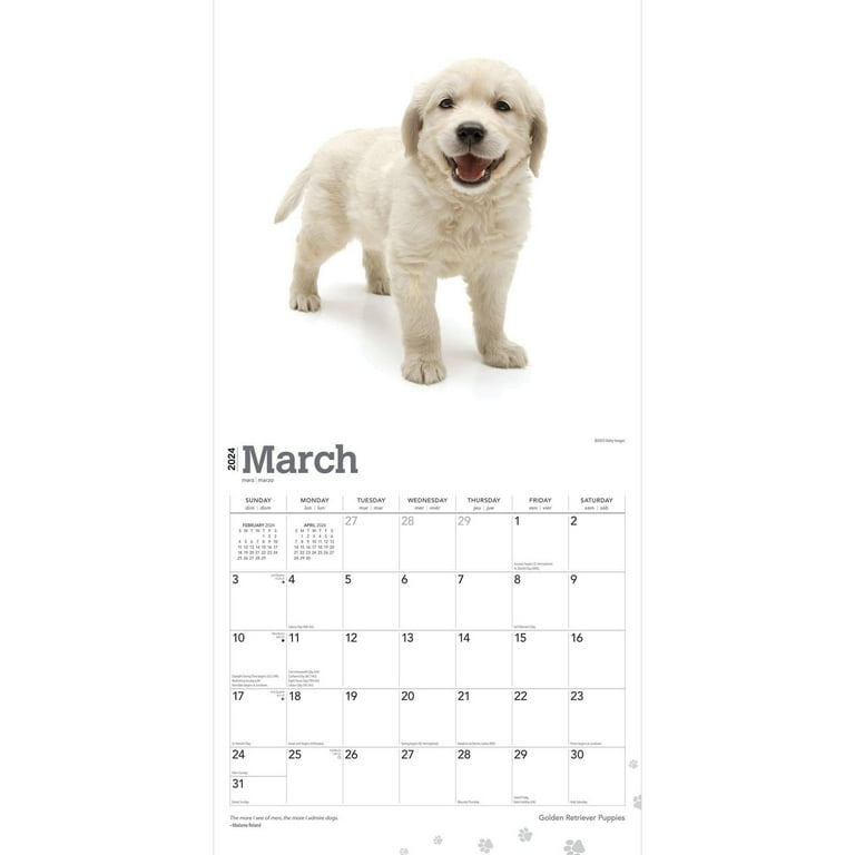 Golden Retriever Puppies, 2024 12 x 24 Inch Monthly Square Wall Calendar, BrownTrout