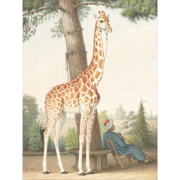 Nicolas Huet Giraffe Given To Charles X By Viceroy Of Egypt Extra Large Art Print Wall Mural Poster Premium XL