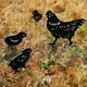 thumbnail image 3 of Paquete de 4 estacas de Metal para gallo y pollo, estacas para jardín y césped, 3 of 5