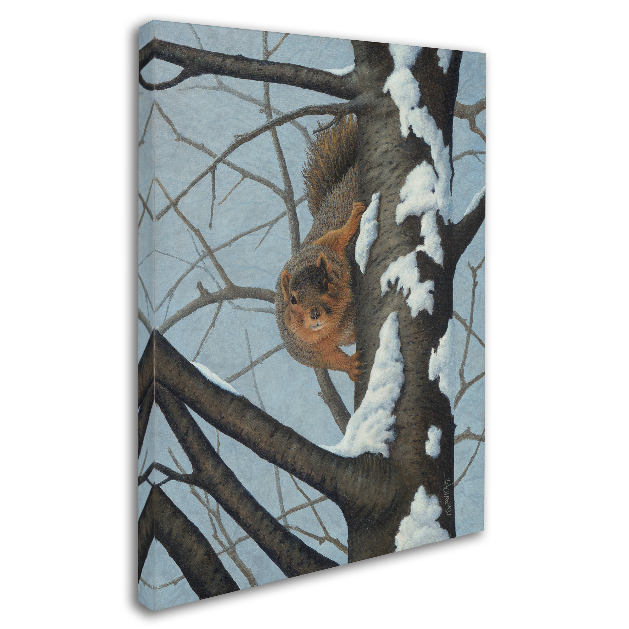 Trademark Fine Art 'What's Going On - Fox Squirrel' Canvas Art by Robert Wavra