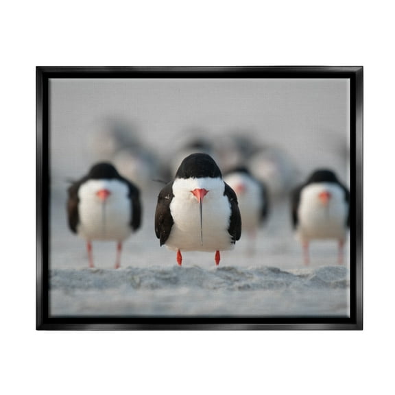 Stupell Industries Black Skimmer Gang Animals & Insects Photography Black Floater Framed Canvas Art Print Wall Art, 21 x 17