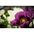 thumbnail image 3 of 500 Seeds LAUREN'S GRAPE POPPY Purple Papaver Somniferum Flower Seeds, 3 of 9