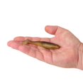 thumbnail image 2 of Berkley PowerBait® Paddlin' PowerStinger, 4.25 in, Swimbaits - Paddle Tail, Swamp Gas (5 Count), 2 of 3