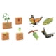 thumbnail image 2 of Conjuntos de ciclo de vida, figuras de juguete, ciencia, mariposas y plantas de frijol, regalo, colección realista de ciclo de vida para niños y niñas, 2 of 10