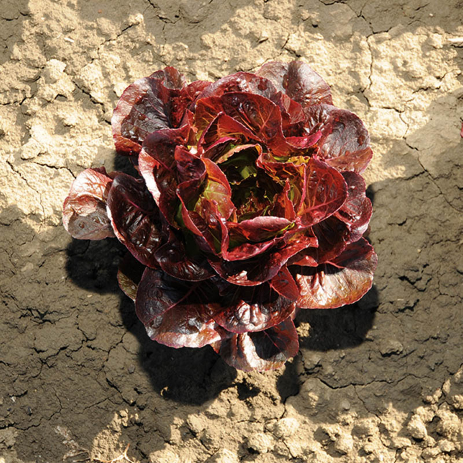 Lettuce Ezbruke MTO Organic Seed