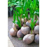 Coconut Tree (Green) Hawaiian, Live Coconut Palm, 2 Pack (24 inch)(Excludes: CA)