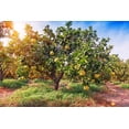 thumbnail image 7 of ⭐ Gardenera Labs's Premium Pomelo Tree Soil Mix - Quick Drain Potting Soil for Growing and Repotting Citrus Maxima 🍈🌿 - 3 QUART, 7 of 7