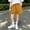 Yellow, variant on Babcutegg Girls’ Solid Color Elastic Waist Summer Shorts with Pockets, Casual & Comfortable Pants for Ages 2-15 Pink Size 8