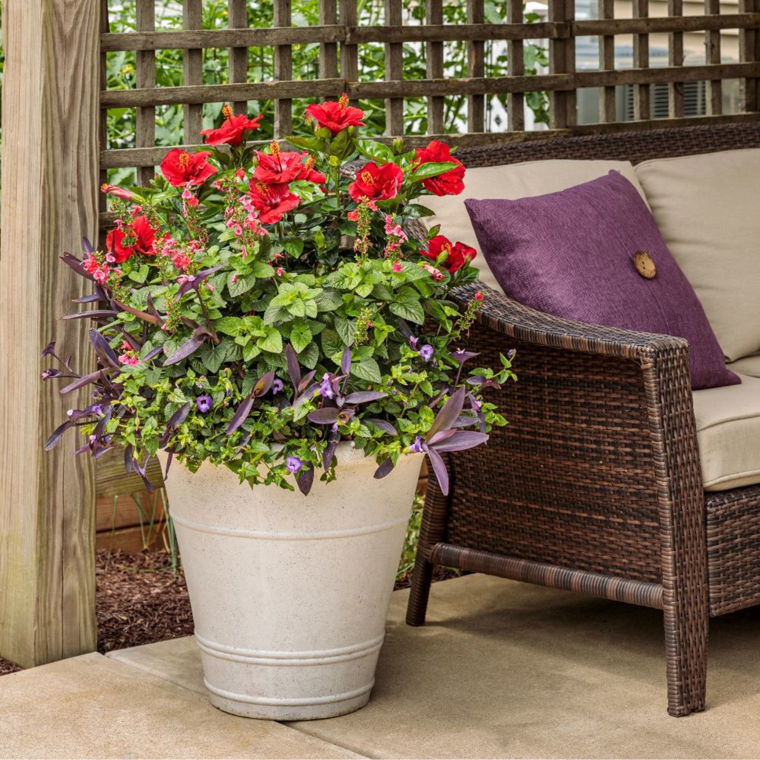 Proven Winners ColorChoice 6" Red Hollywood Hibiscus Hot Shot Tropical Hibiscus Live Plant in 7.5" Pot