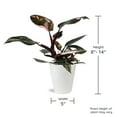 thumbnail image 6 of Wild Interiors 8-14" Tall Pink Princess Philodendron Live Plant in 5" White Ceramic Pot, House Plant, 6 of 7