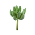 thumbnail image 2 of Vickerman 4" Artificial Assorted Succulent Picks, 6 per Bag, 2 of 4