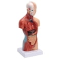 thumbnail image 3 of HLONK 11” Desktop Human Torso Anatomy Model including 15-Part Removable Education Organs for Teaching, 3 of 7