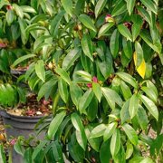 National Plant Network 3 gal. Magnolia Stellar Ruby
