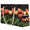Multicolour 2, variant on Tulip Tote Beach Bag for Women Ladies Large Zipper Beach Bags Floral Waterproof Sandproof Sports Gym Swim Pool Travel Bag