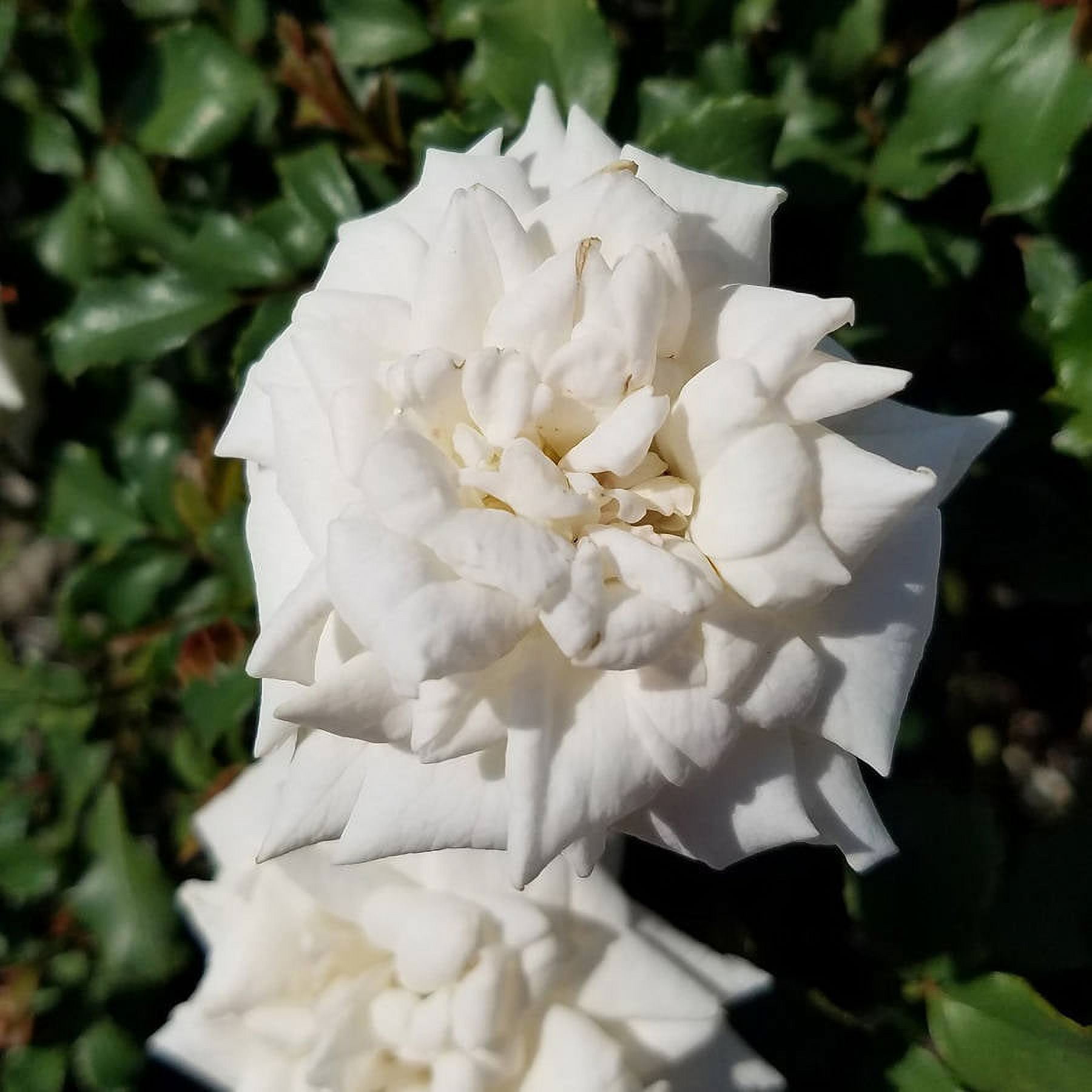 White Drift Rose (1 Gallon) Low-Growing Groundcover Deciduous Flowering Shrub - Full Sun Live Outdoor Plant