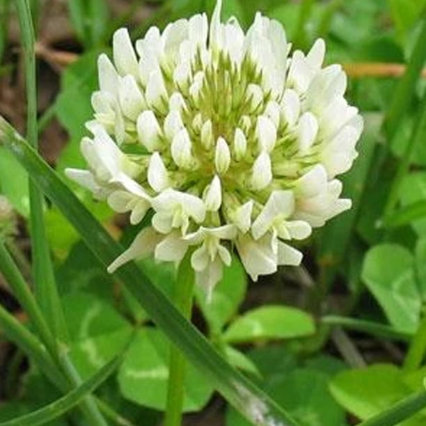 White Dutch Clover 1 OZ 16,000 Seeds Heirloom, Non