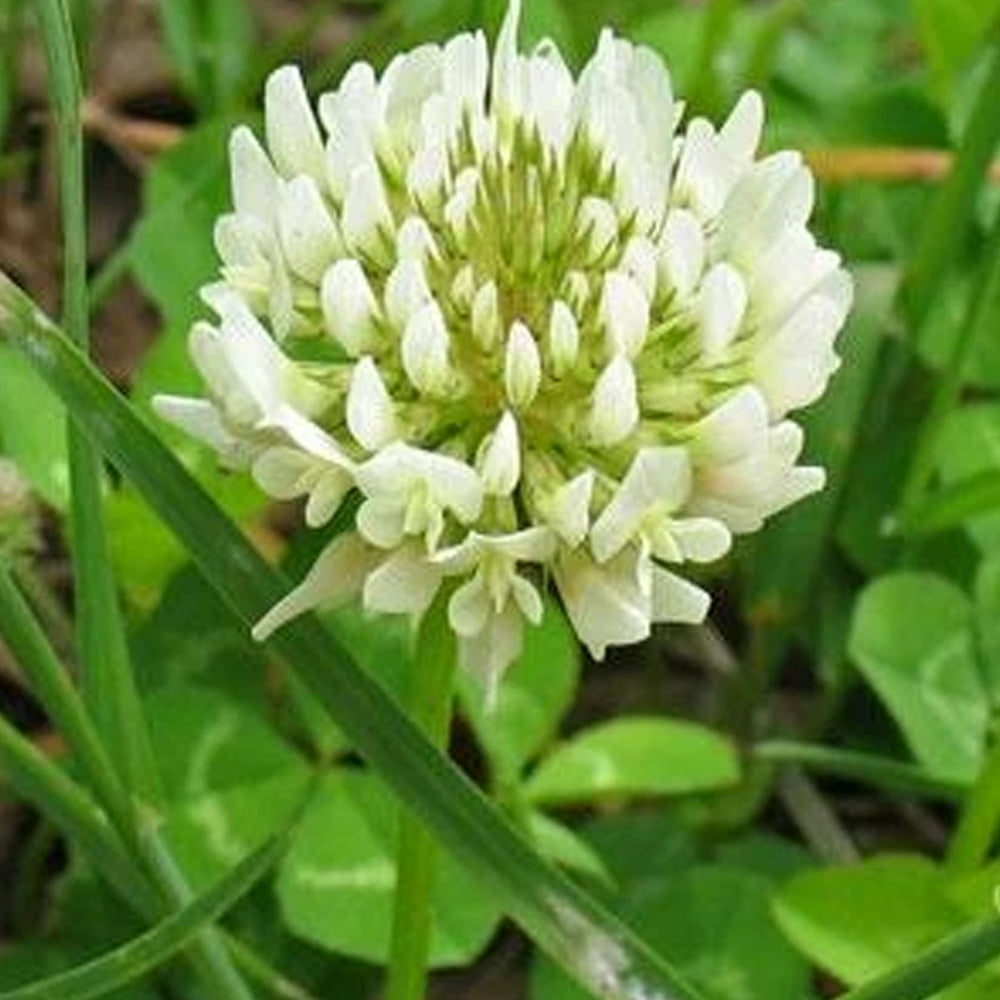 White Dutch Clover 25 LB 6,400,000 Seeds Heirloom, NonGMO, Open Pollinated Farm & Garden White Dutch Clover 25 LB 6,400,000 Seeds Heirloom, NonGMO, Open Pollinated Farm & Garden