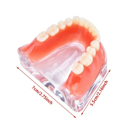 

Simulation Teeth Lightweight Model Easy Operation With Acrylic Jaw Base For Class Teaching