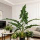 thumbnail image 5 of Decoración con plantas artificiales de hojas de plátano | Monstera deliciosa y filodendro artificiales | Decoración para interiores y exteriores: sala de estar, dormitorio y oficina., 5 of 6