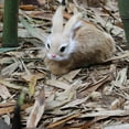 thumbnail image 5 of 15CM Realistic Plush Rabbits  Lifelike Animal Easter Bunny Toy Birthday Gift, 5 of 10