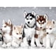 thumbnail image 1 of Cuadros Decorativos 5D DIY diamante pintura cachorro mundo completo cuadrado Kit diamantes de imitación decoración de la pared del hogar JShteea Nuevos Originales, 1 of 9