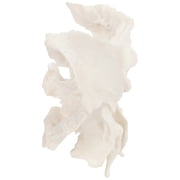Axis Scientific Human Sphenoid Bone Model | Cast From a Real Human Sphenoid Bone Specimen | Life Size Replica Details All Fissures, Canals, and Processes | Includes Product Manual |