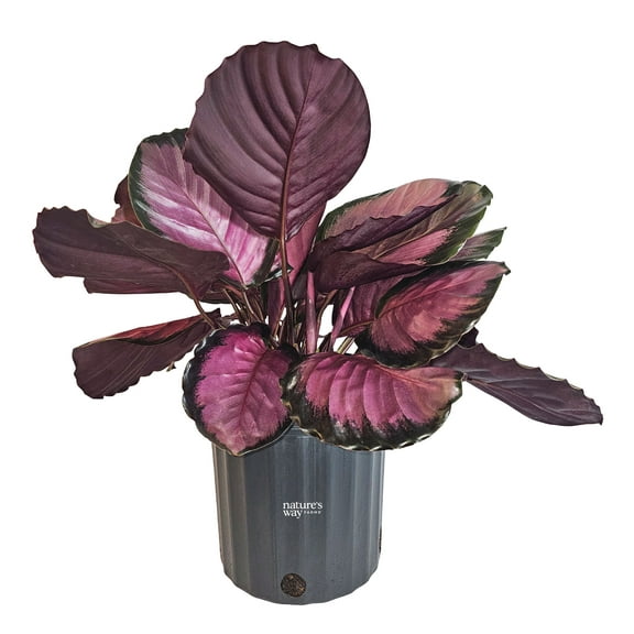 Nature’s Way Farms Calathea Rosy Indoor Live Plant (25-30in Tall) in Grower Pot