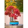thumbnail image 3 of HIGHGW 30+ Bonsai Tree Seeds, Japanese Red Maple Seeds Highly Prized for Bonsai, Japanese Maple Tree Seeds (ACER Palmatum), 3 of 3