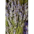 thumbnail image 2 of Millet, Karyn 11x14 White Modern Wood Framed Museum Art Print Titled - Cut Lavender I, 2 of 4