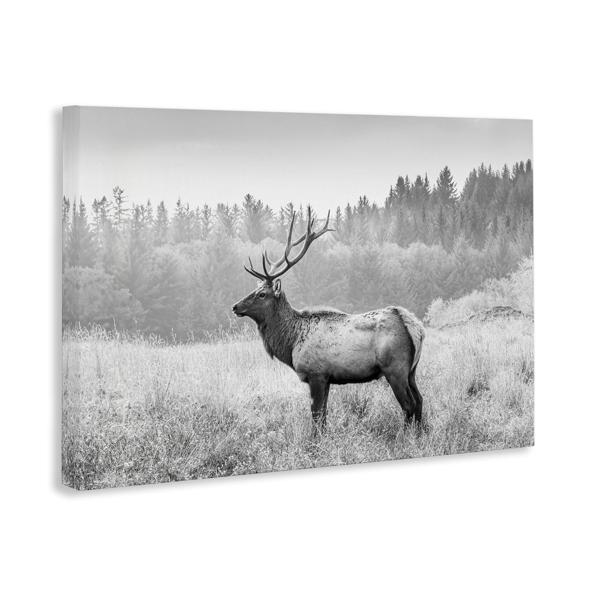 Stupell Industries Stoic American Elk Landscape & Nature Photography Wrapped Canvas Art Print Wall Art, 30 x 20