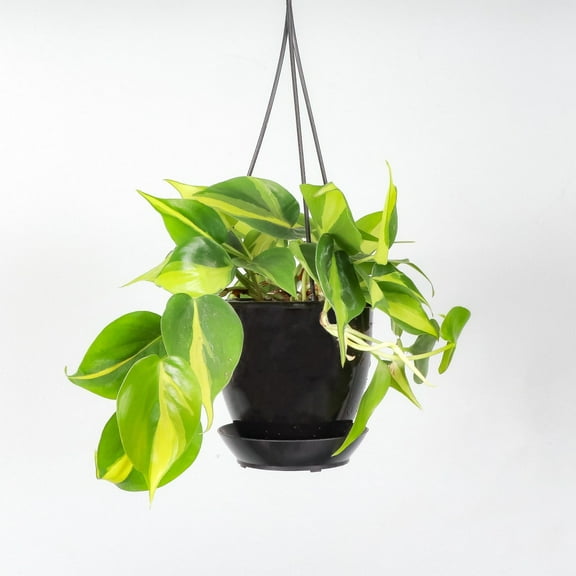 Live Brazil Philodendron Plant - 4" Hanging Pot - Black
