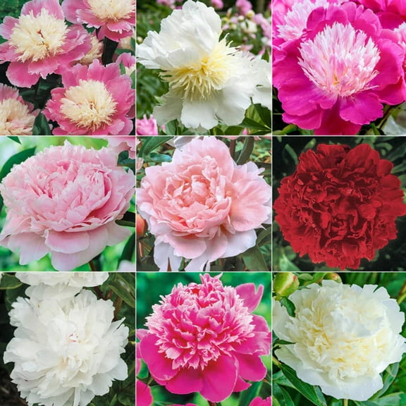 Mixed Peony Seeds for Planting - MVR1 300  Peony Seeds Non-GMO Heirloom Seeds - Attracts Butterflies Pollinators
