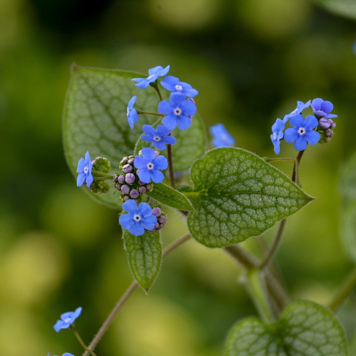 Proven Winners 5" 'Queen of Hearts' Heartleaf Brunnera Live Plant in 4.5" Pot (4 Count)