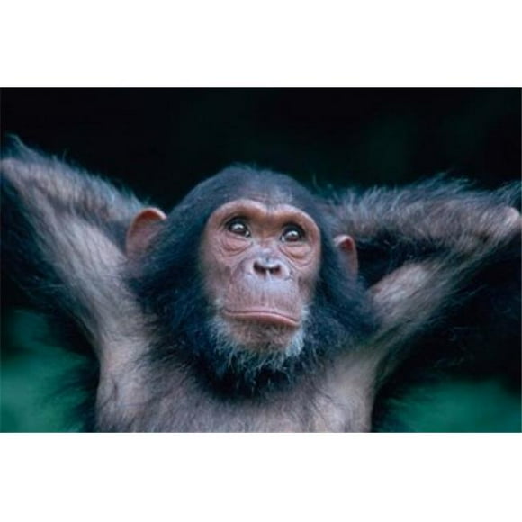 Danita Delimont PDDAF45KRM0167 Female Chimpanzee Stretching Gombe National Park Tanzania Poster Print by Kristin Mosher, 36 x 24