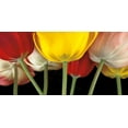 thumbnail image 2 of Frank, Assaf 14x9 White Modern Wood Framed Museum Art Print Titled - Sunshine Tulips, 2 of 4