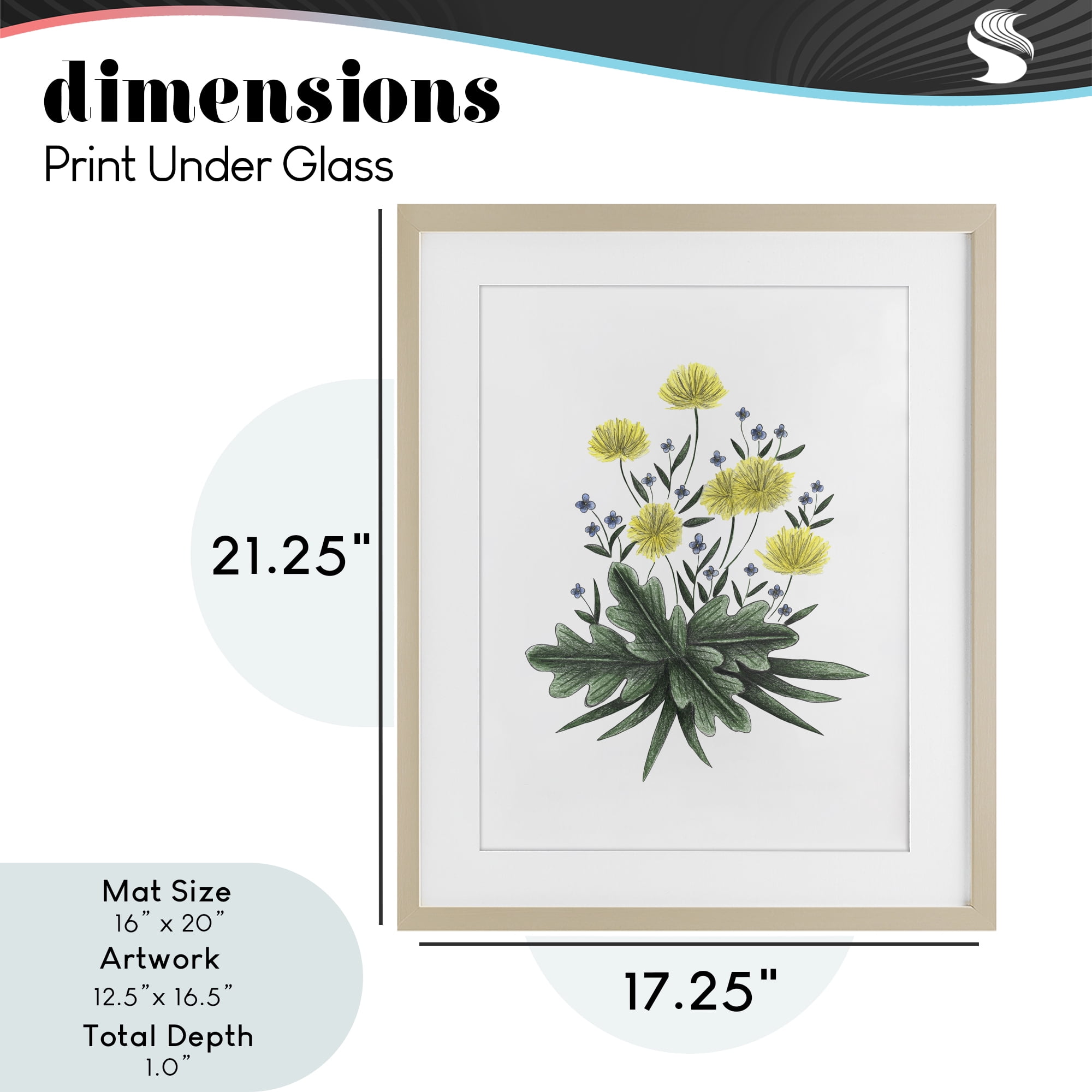 Dandelion Flower Illustration Birch Framed Print Under Glass, design by Cecilia Battaini